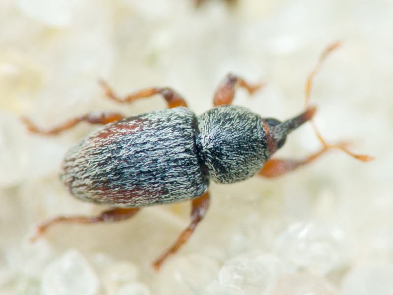 Tychius sharpi Tournier, 1873